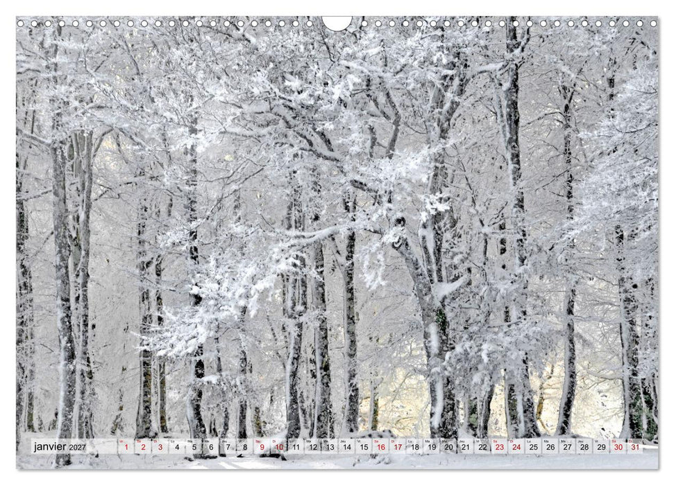 Au cœur de la forêt (CALVENDO Calendrier mensuel 2027)