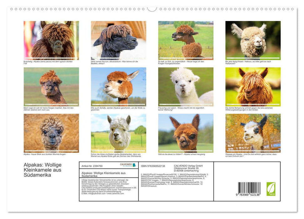 Alpakas: Wollige Kleinkamele aus Südamerika (CALVENDO Premium Wandkalender 2027)