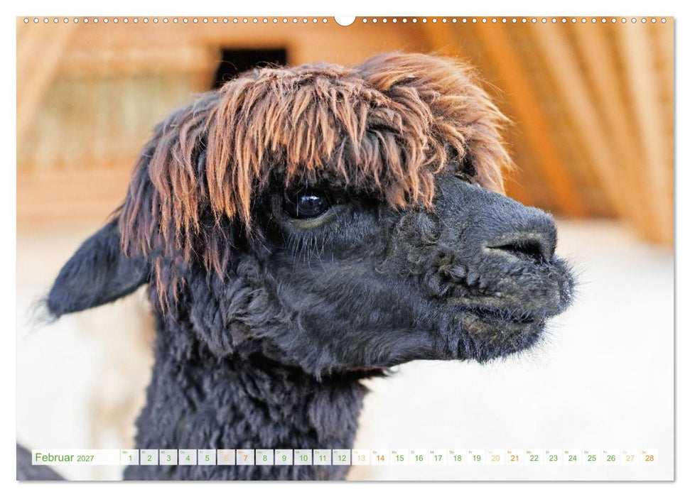 Alpakas: Wollige Kleinkamele aus Südamerika (CALVENDO Premium Wandkalender 2027)