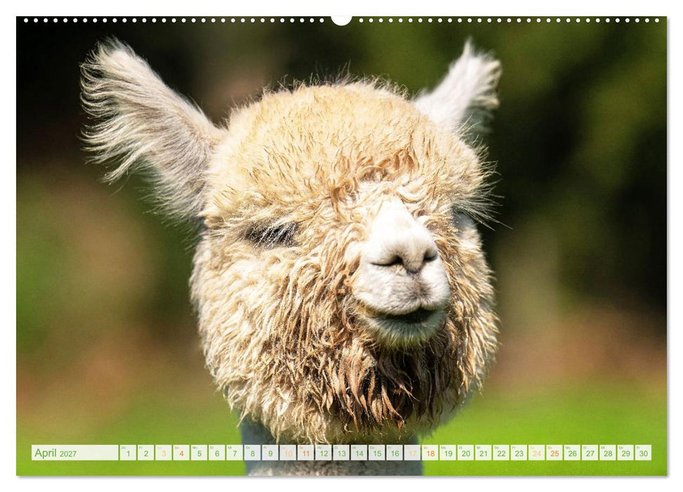 Alpakas: Wollige Kleinkamele aus Südamerika (CALVENDO Premium Wandkalender 2027)