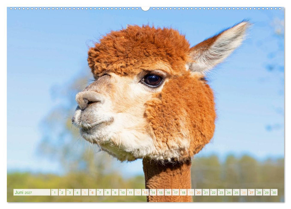 Alpakas: Wollige Kleinkamele aus Südamerika (CALVENDO Premium Wandkalender 2027)