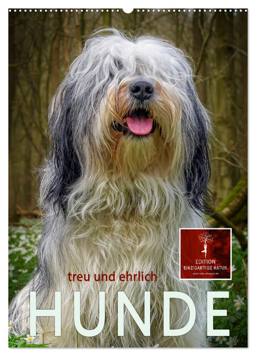 Hunde - treu und ehrlich (CALVENDO Wandkalender 2027)