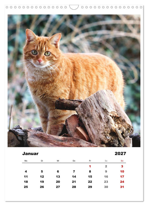 Bauernhoftiere, ganz nah dran (CALVENDO Wandkalender 2027)