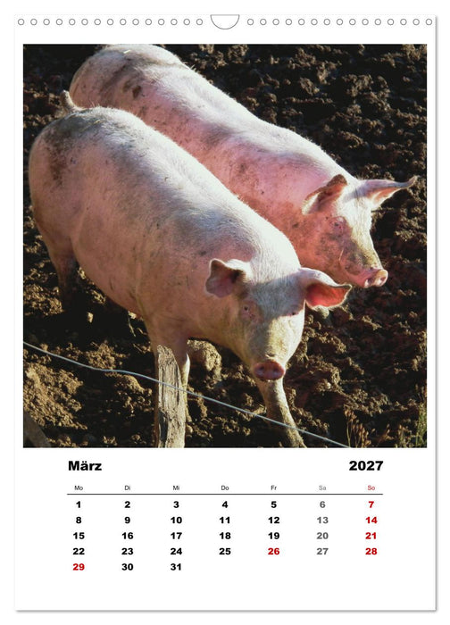 Bauernhoftiere, ganz nah dran (CALVENDO Wandkalender 2027)