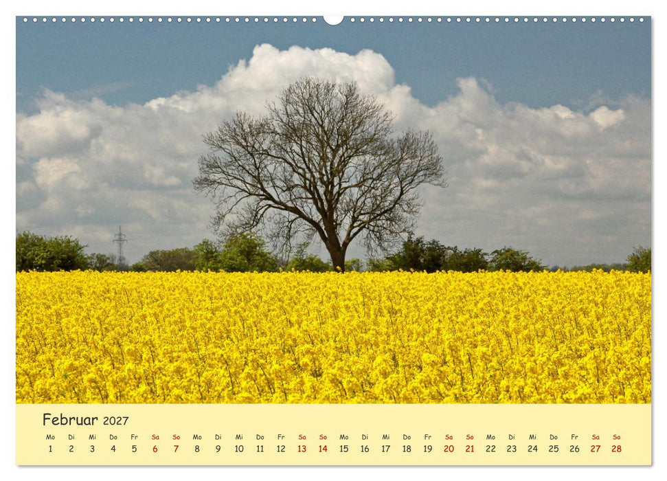 Rapsblüte an der Ostsee (CALVENDO Wandkalender 2027)