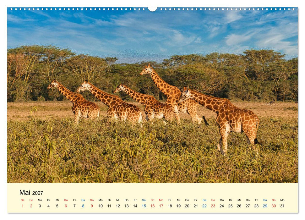 Giraffen, die Schönen der Savanne (CALVENDO Wandkalender 2027)