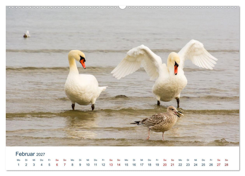 Boltenhagen und Strand (CALVENDO Wandkalender 2027)