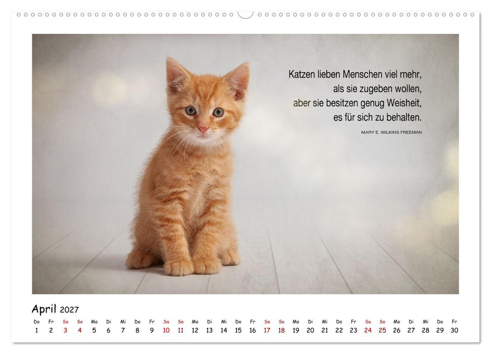 Kätzchen-Kalender mit Sprüchen (CALVENDO Wandkalender 2027)