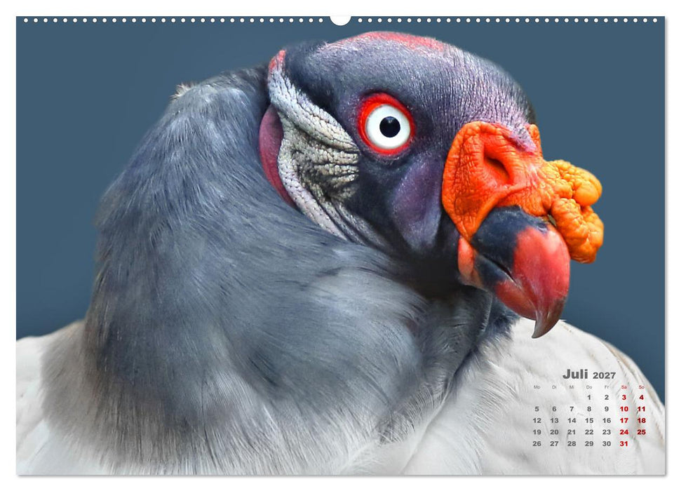 GEIERPORTRÄTS (CALVENDO Premium Wandkalender 2027)