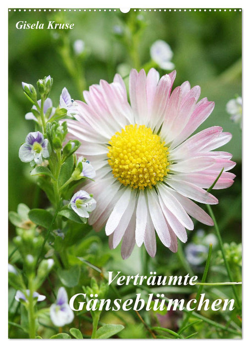 Verträumte Gänseblümchen (CALVENDO Wandkalender 2027)