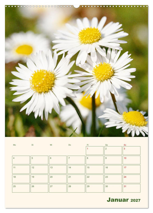 Verträumte Gänseblümchen (CALVENDO Wandkalender 2027)