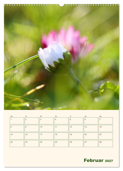 Verträumte Gänseblümchen (CALVENDO Wandkalender 2027)