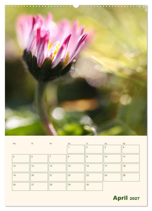 Verträumte Gänseblümchen (CALVENDO Wandkalender 2027)