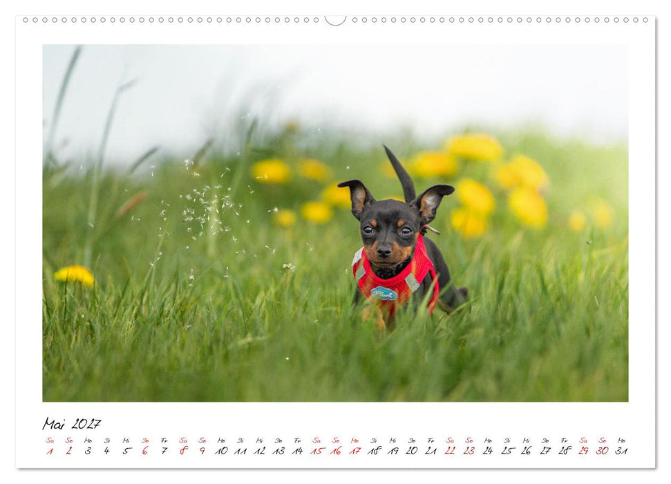 Prager Rattler - Black and Tan - Kleine Hunde ganz groß (CALVENDO Wandkalender 2027)