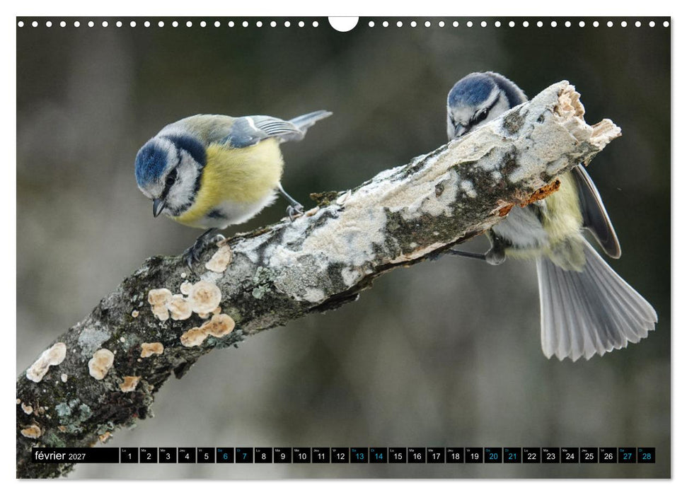 Mes anges bleus en Île-de-France (CALVENDO Calendrier mensuel 2027)