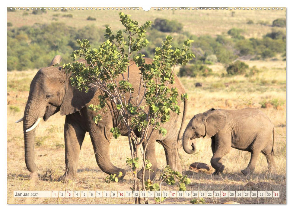 Afrikas Tiere. Majestäten in exotischer Wildnis (CALVENDO Wandkalender 2027)