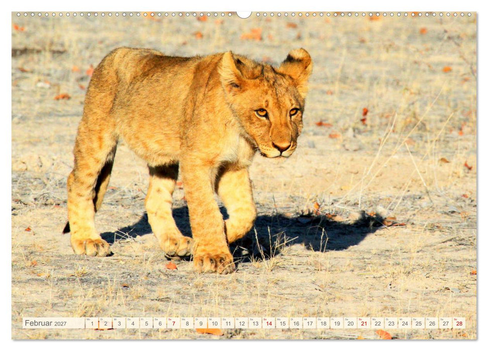 Afrikas Tiere. Majestäten in exotischer Wildnis (CALVENDO Wandkalender 2027)