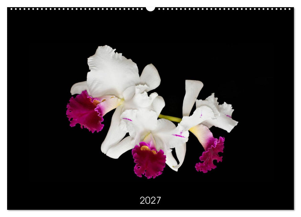 Leuchtende Cattleyen (CALVENDO Wandkalender 2027)