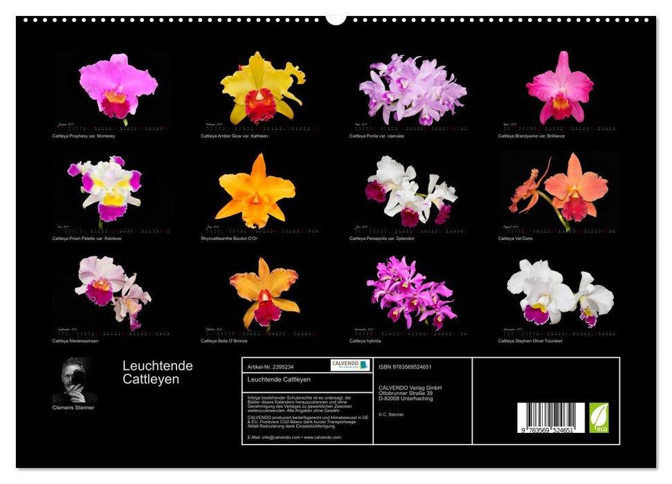 Leuchtende Cattleyen (CALVENDO Wandkalender 2027)