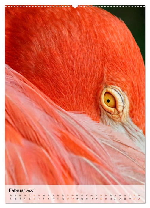 Flamingos - Eleganz und Schönheit (CALVENDO Wandkalender 2027)