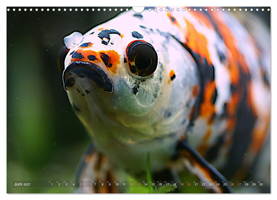 Goldfischportraits (CALVENDO Wandkalender 2027)