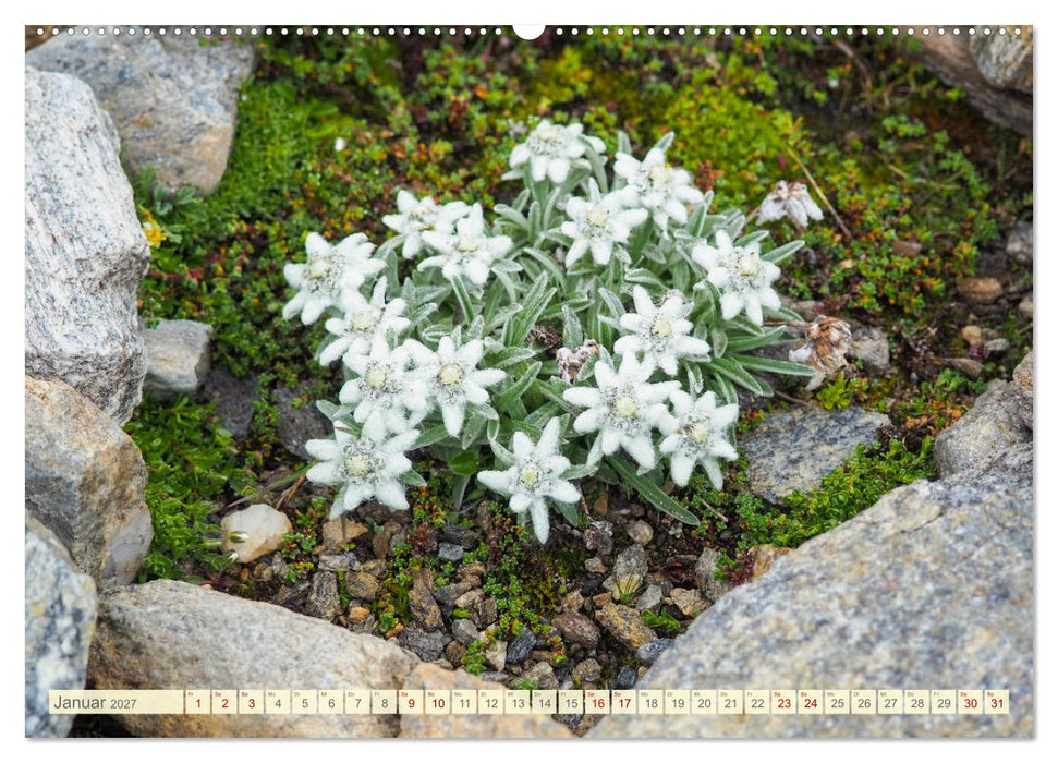 Edelweiß - Wahrzeichen der Alpen (CALVENDO Premium Wandkalender 2027)