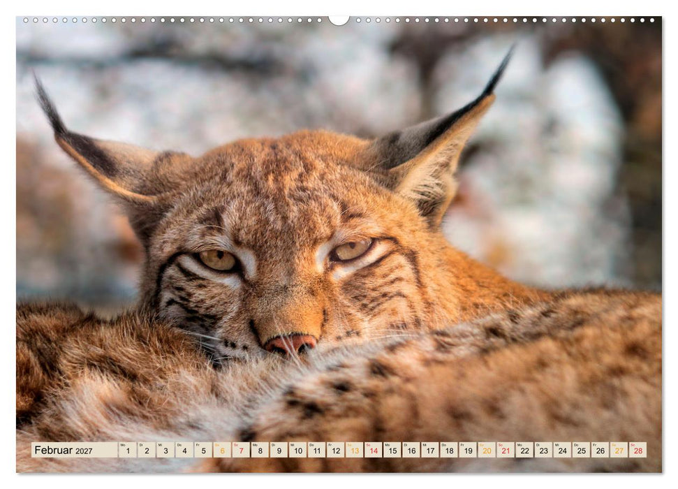 Unsere Wildtiere - scheu und schön (CALVENDO Wandkalender 2027)