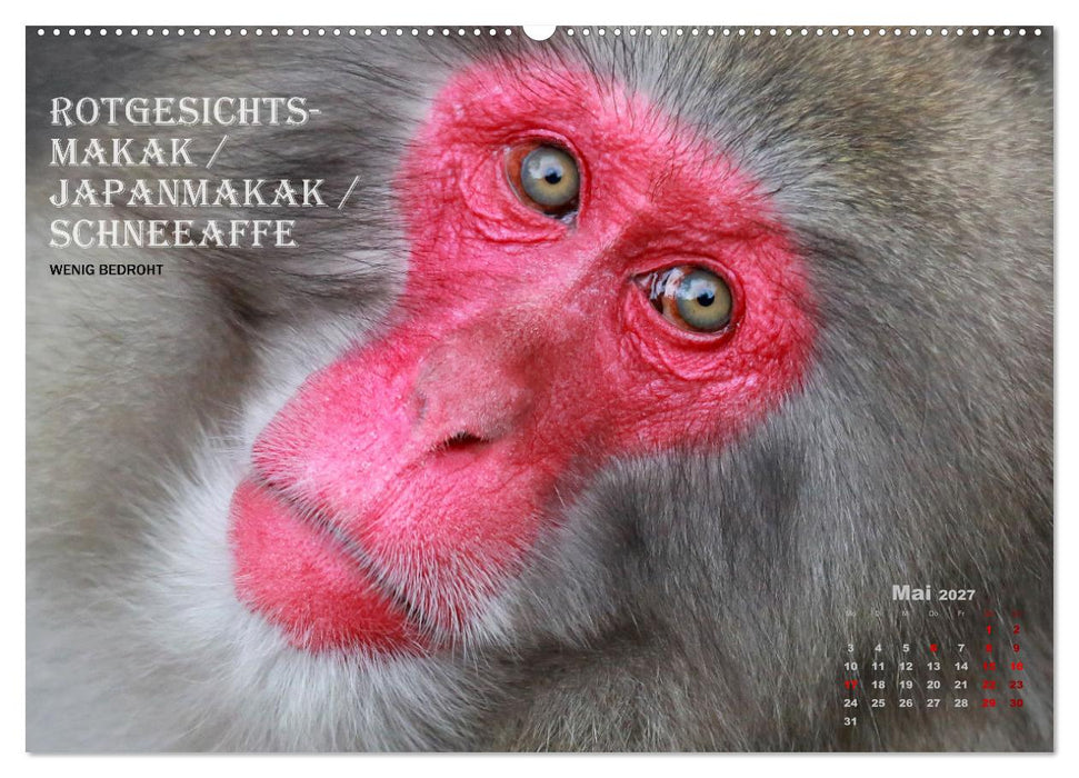 AFFENPORTRÄTS (CALVENDO Wandkalender 2027)