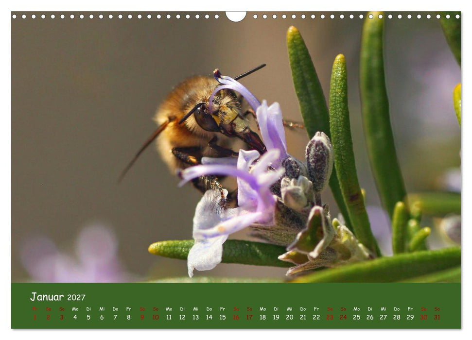 Insekten - Kleine Wunder (CALVENDO Wandkalender 2027)