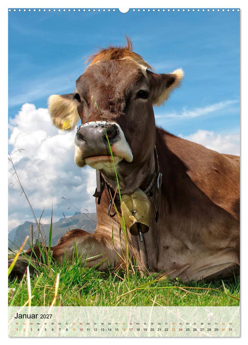 Bergkühe (CALVENDO Premium Wandkalender 2027)