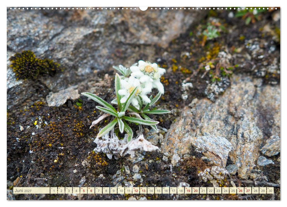Edelweiß - Wahrzeichen der Alpen (CALVENDO Wandkalender 2027)