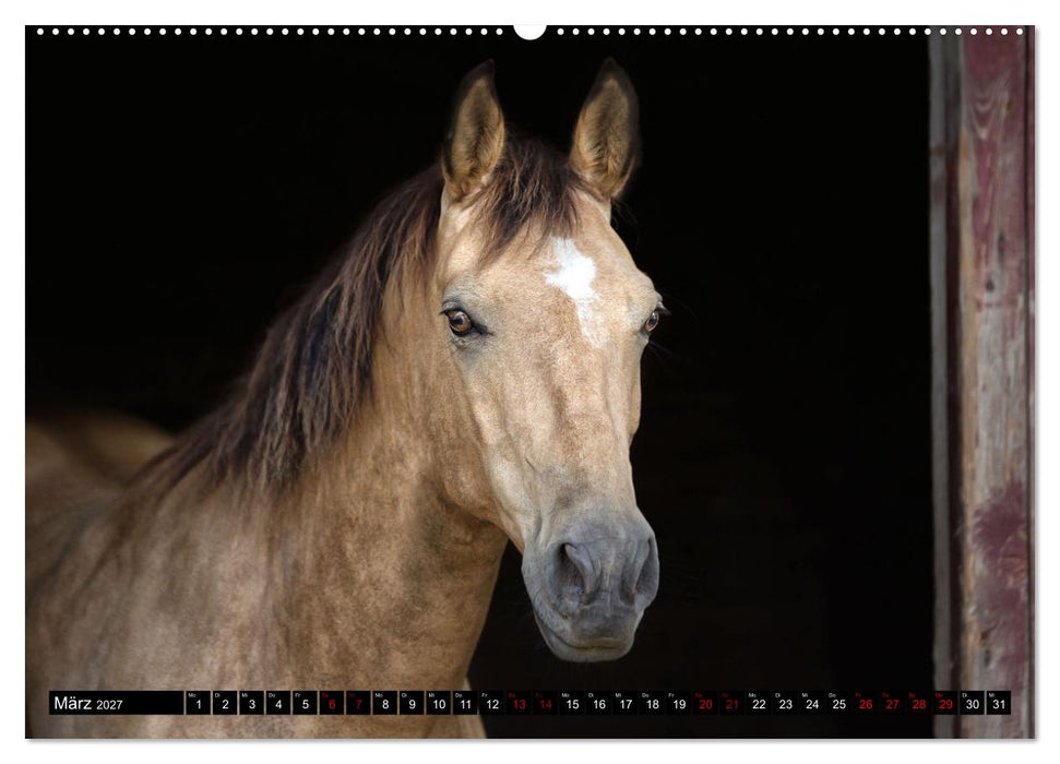 Faszination Westernpferde (CALVENDO Premium Wandkalender 2027)