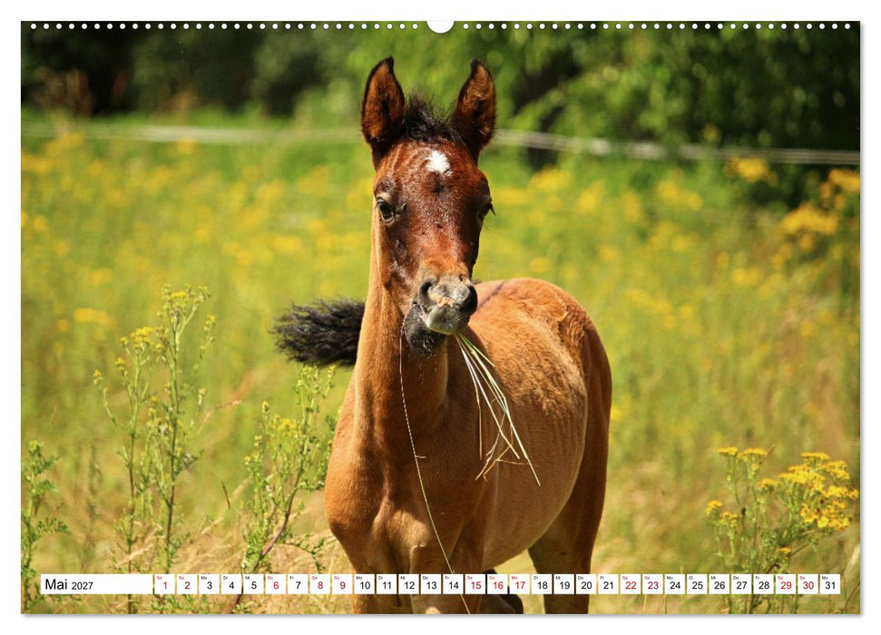 Fohlen - das Leben ist schön (CALVENDO Premium Wandkalender 2027)