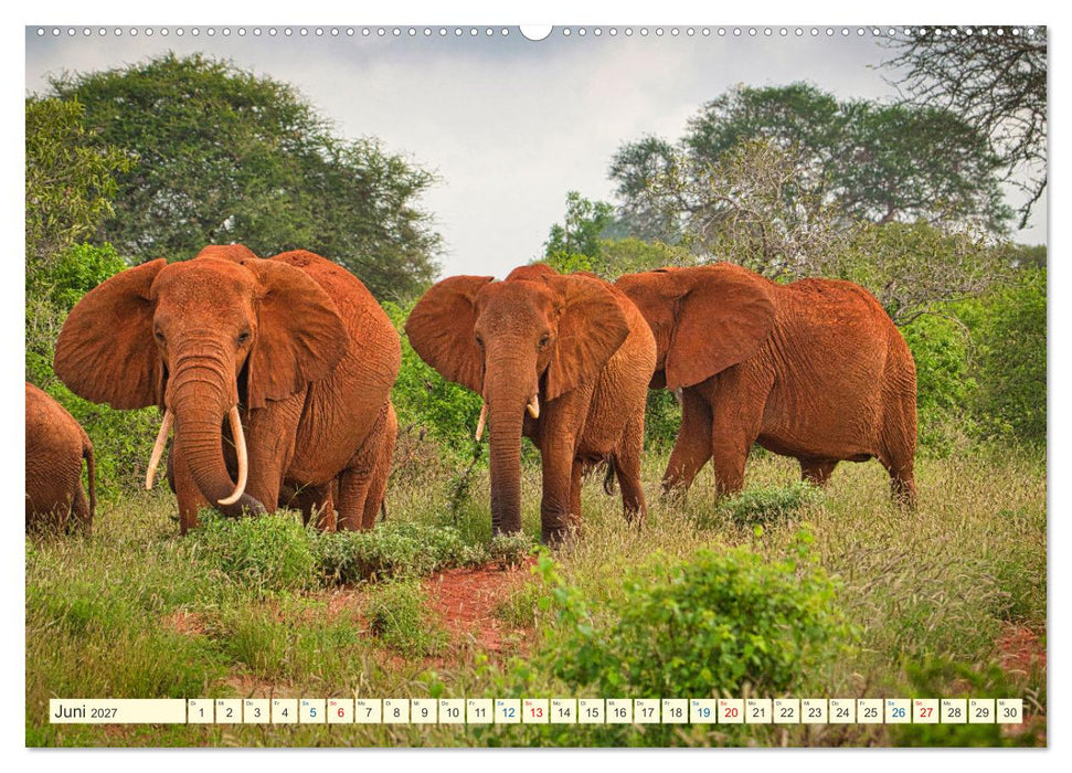 Die Riesen der Savanne (CALVENDO Premium Wandkalender 2027)