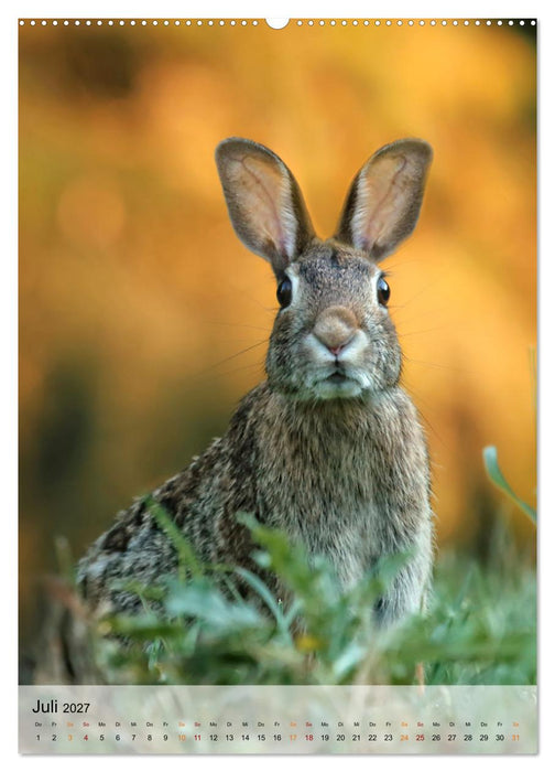 Niedliche Hasen (CALVENDO Premium Wandkalender 2027)