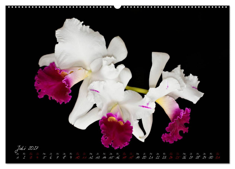 Leuchtende Cattleyen (CALVENDO Premium Wandkalender 2027)