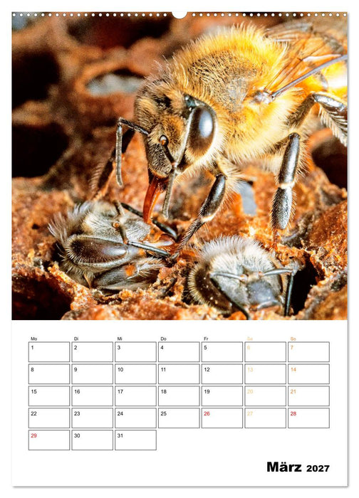 Der Imker: Mit Bienen auf Sammeltour (CALVENDO Wandkalender 2027)