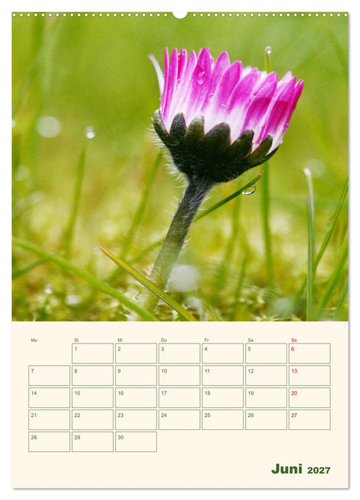 Verträumte Gänseblümchen (CALVENDO Premium Wandkalender 2027)