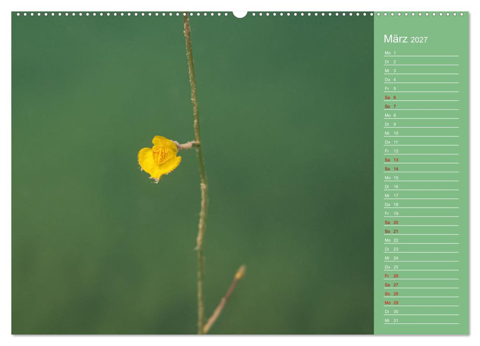 Baggersee - die grüne Welt (CALVENDO Premium Wandkalender 2027)