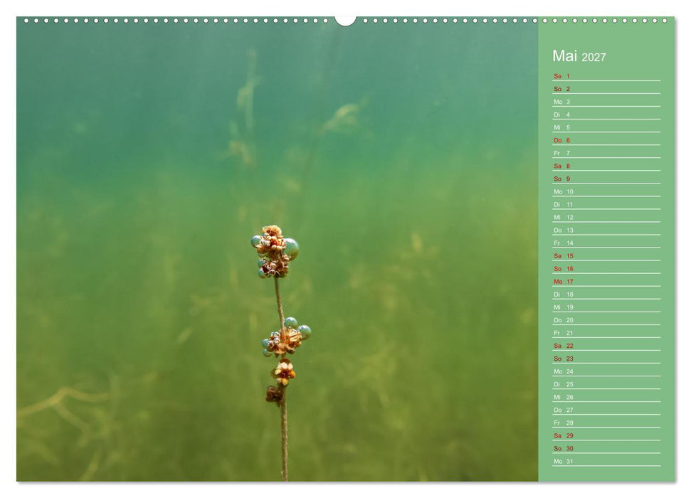 Baggersee - die grüne Welt (CALVENDO Premium Wandkalender 2027)