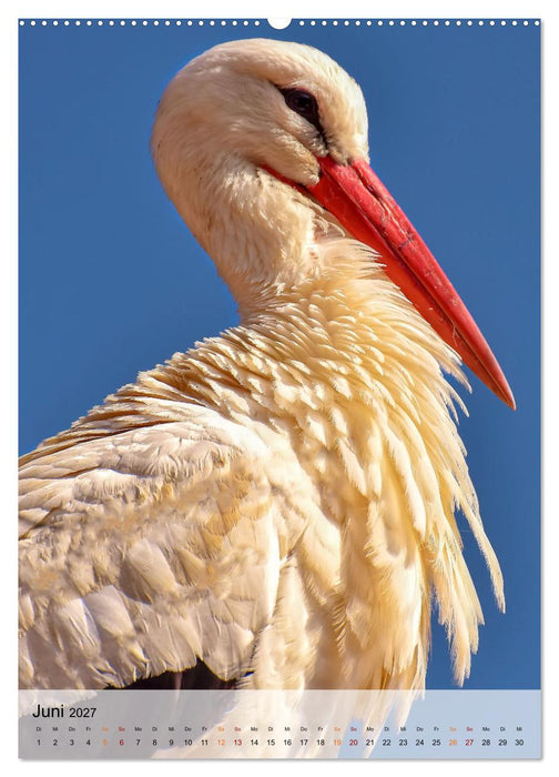 Vögel - gefiederte Freunde in unserer Natur (CALVENDO Premium Wandkalender 2027)