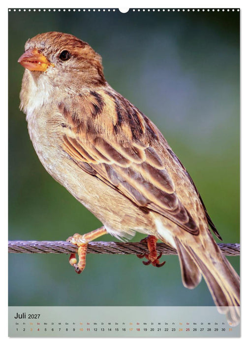 Vögel - gefiederte Freunde in unserer Natur (CALVENDO Premium Wandkalender 2027)