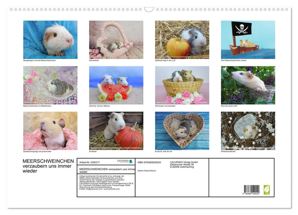 MEERSCHWEINCHEN verzaubern uns immer wieder (CALVENDO Wandkalender 2027)