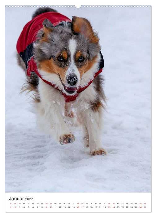 Hermine - Ein Jahr mit einem Mini Australian Shepherd (CALVENDO Premium Wandkalender 2027)