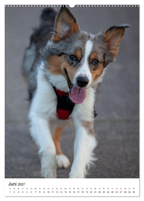 Hermine - Ein Jahr mit einem Mini Australian Shepherd (CALVENDO Premium Wandkalender 2027)