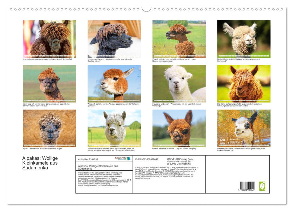 Alpakas: Wollige Kleinkamele aus Südamerika (CALVENDO Wandkalender 2027)