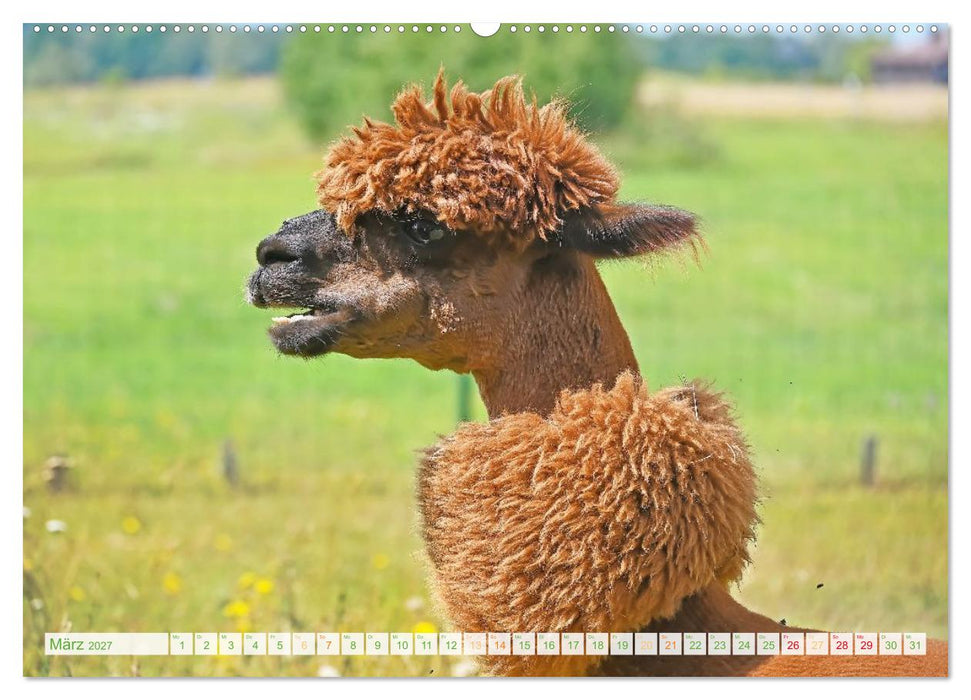 Alpakas: Wollige Kleinkamele aus Südamerika (CALVENDO Wandkalender 2027)