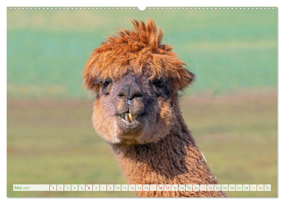 Alpakas: Wollige Kleinkamele aus Südamerika (CALVENDO Wandkalender 2027)