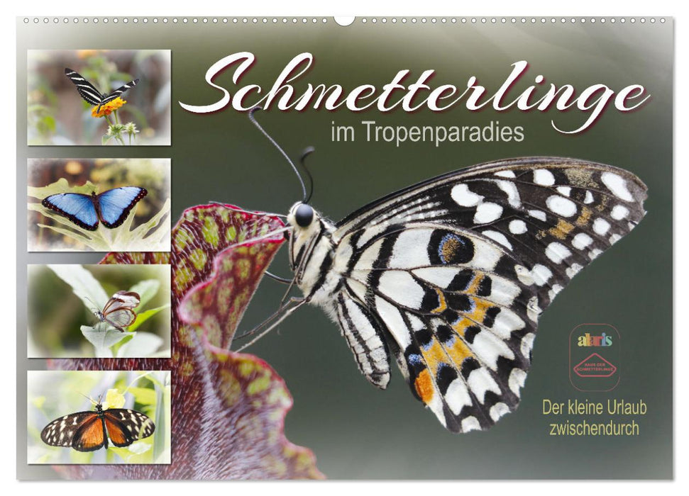 Schmetterlinge im Tropenparadies (CALVENDO Wandkalender 2027)