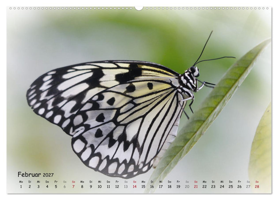 Schmetterlinge im Tropenparadies (CALVENDO Wandkalender 2027)